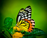 butterfly